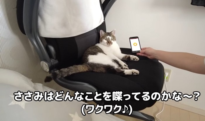 猫にスマホを近づける飼い主さん