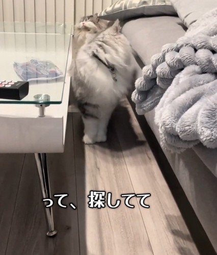 振り返る猫