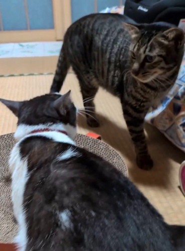 近くを通りかかったキジトラ猫と目が合ったキジ白猫
