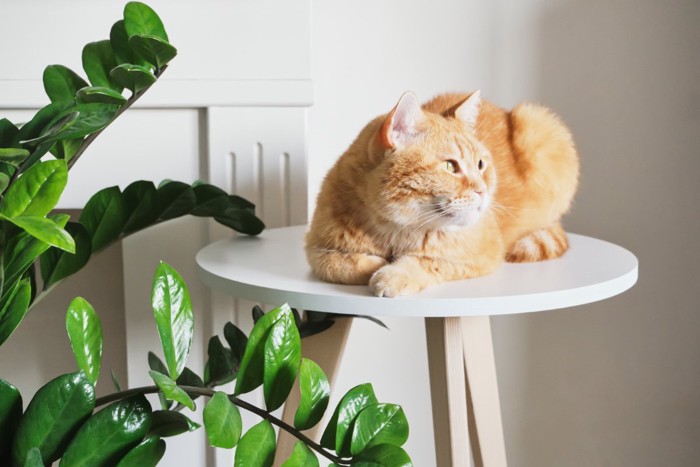 日に当たって気持ちよさそうな猫