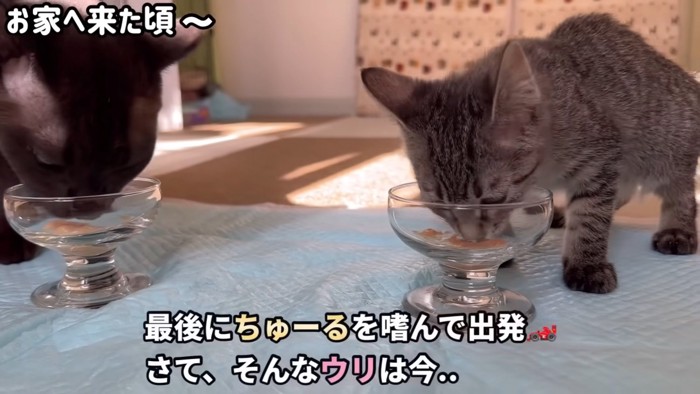 テロップ「最後にちゅーるを~」