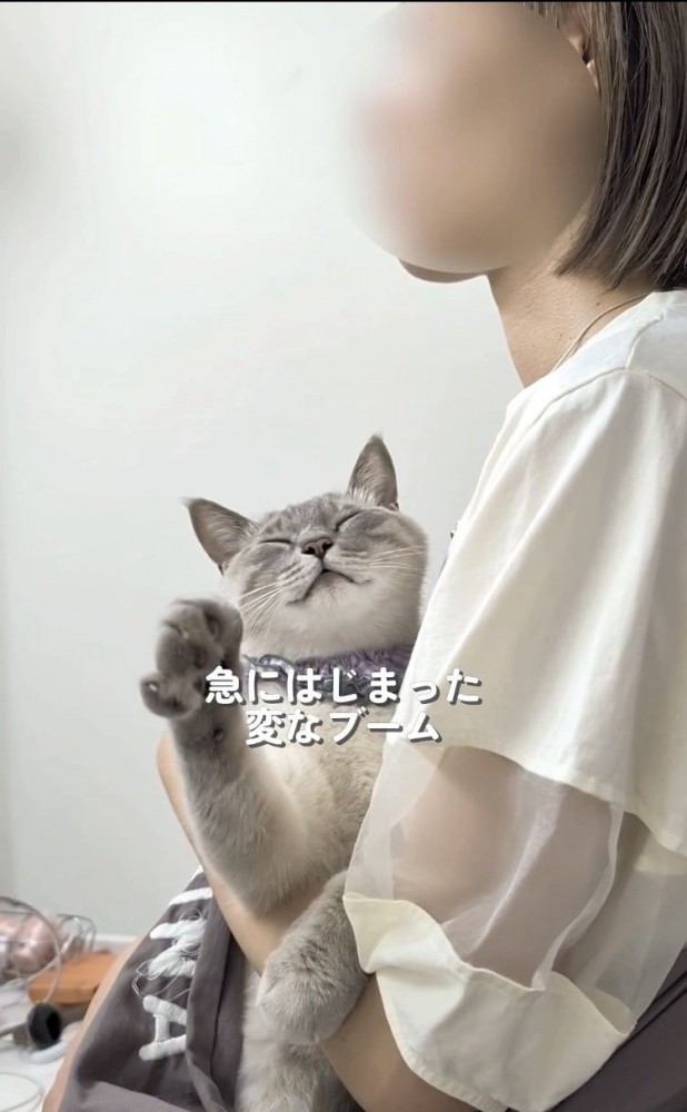 飼い主さんに抱っこ紐で抱っこされるシャムトラ猫