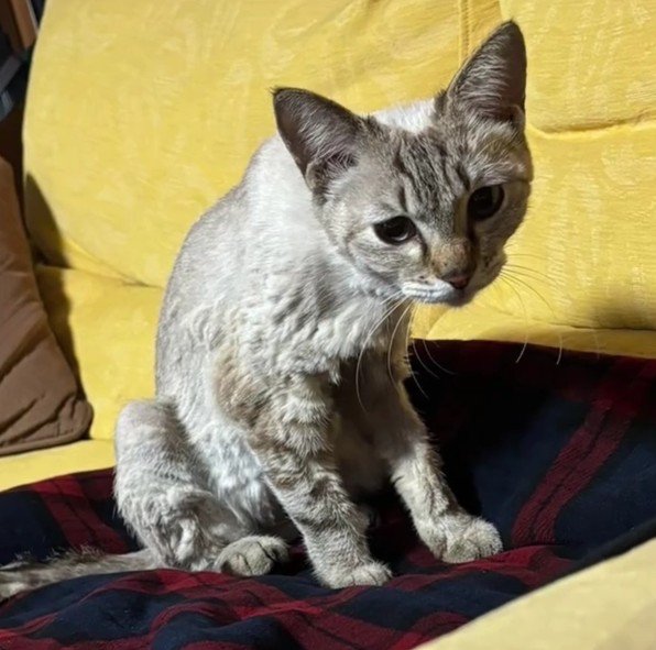 ガリガリの猫