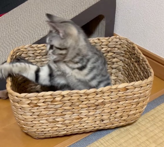 バスケットに収まる子猫