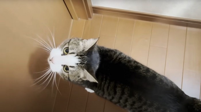 見上げる猫