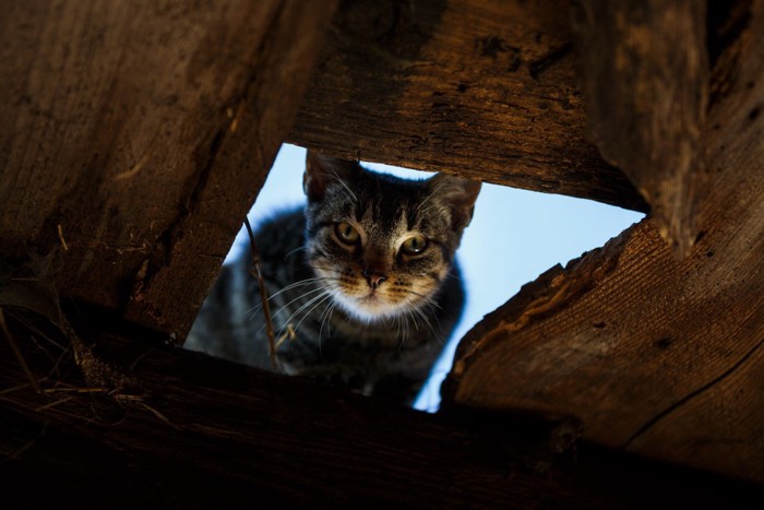 穴から睨んでいる猫