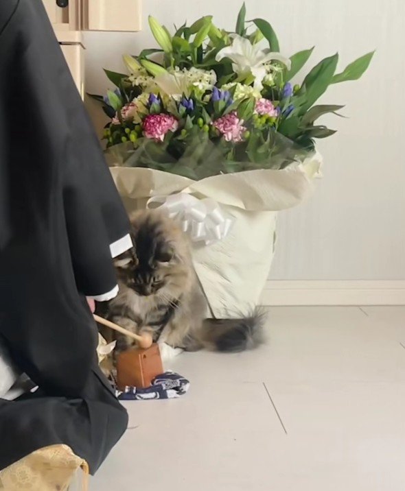 お坊さんと猫