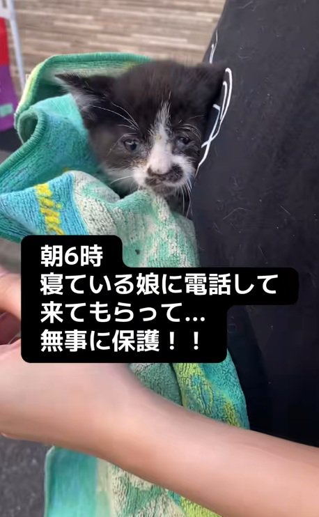 タオルでくるまれて正面を見ているハチワレ子猫