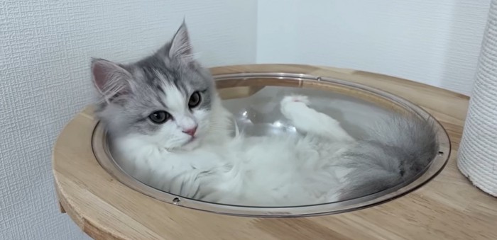 キャットタワーの上にいる猫