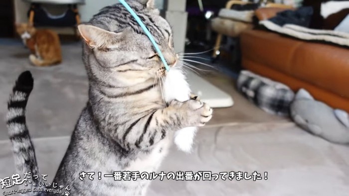 猫じゃらしに抱きつく猫