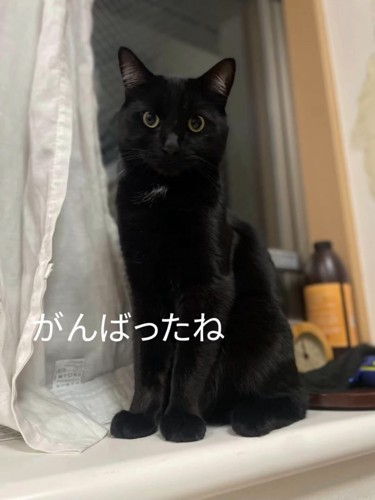 窓際に座る猫