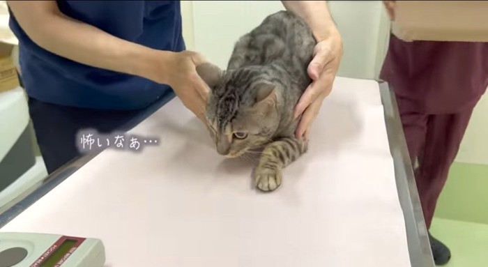 診察台の上の猫