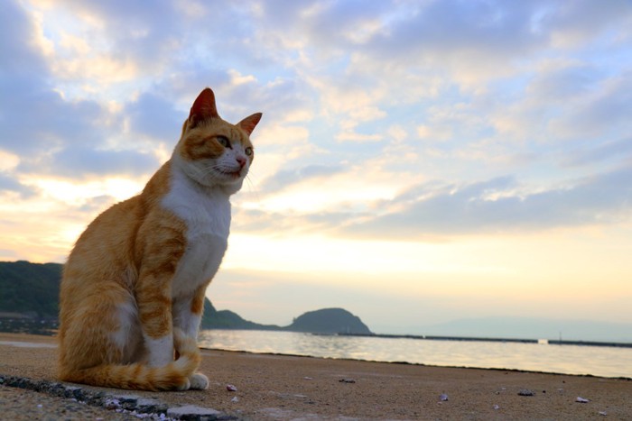 猫島にる猫