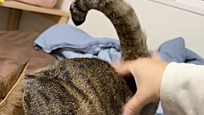 猫の尻尾のみ