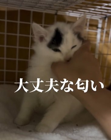 親指と人差し指で猫を触る人「大丈夫な匂い」