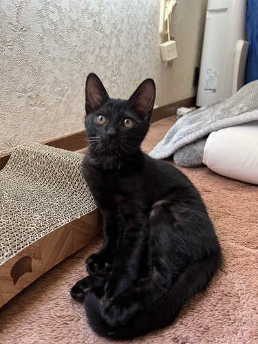 座っている子猫