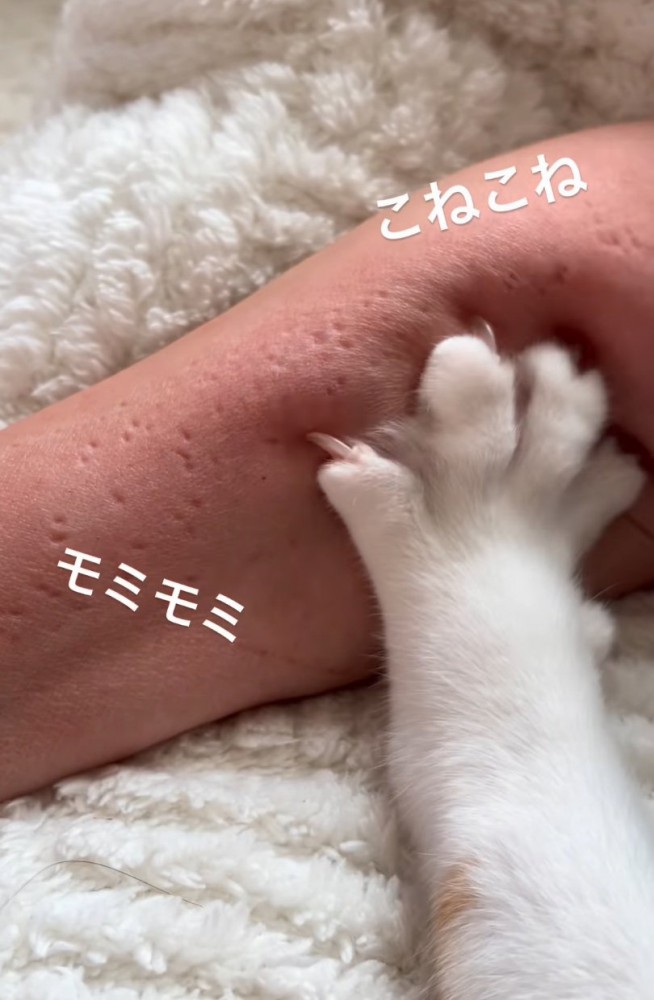 腕をコネコネする猫の前足