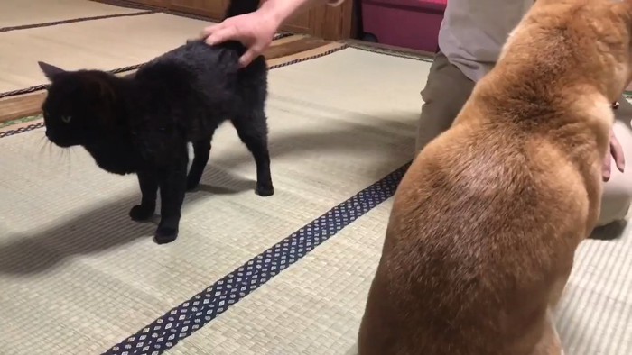 なでられる猫