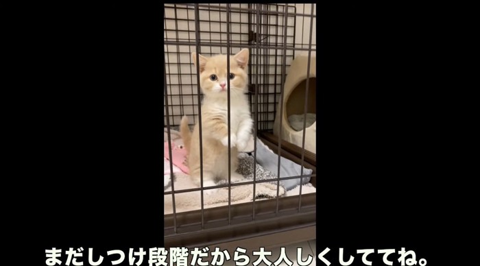 立っている猫