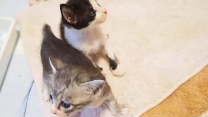 寄り添う2匹の子猫
