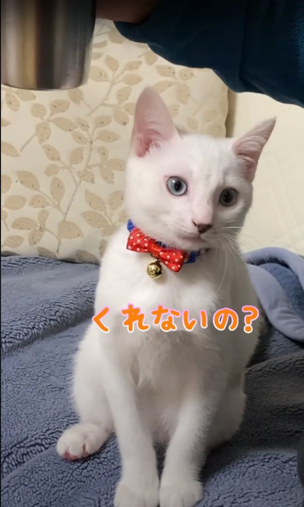 おねだりするハクちゃん