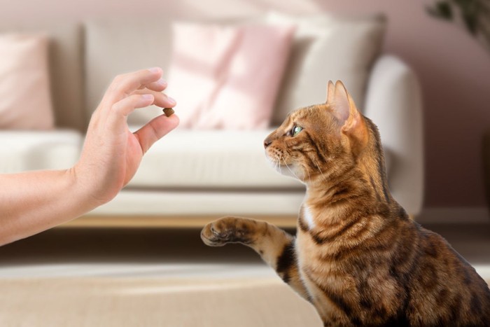 おやつを見つめる猫