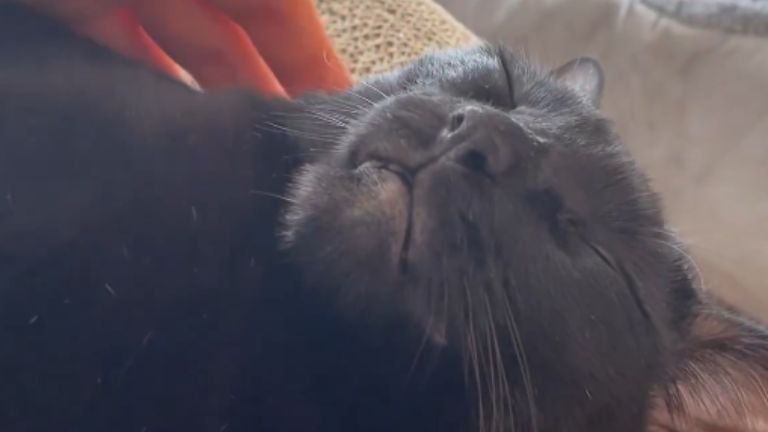 寝ている猫