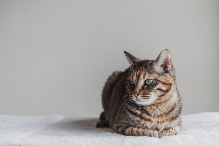香箱座りする猫