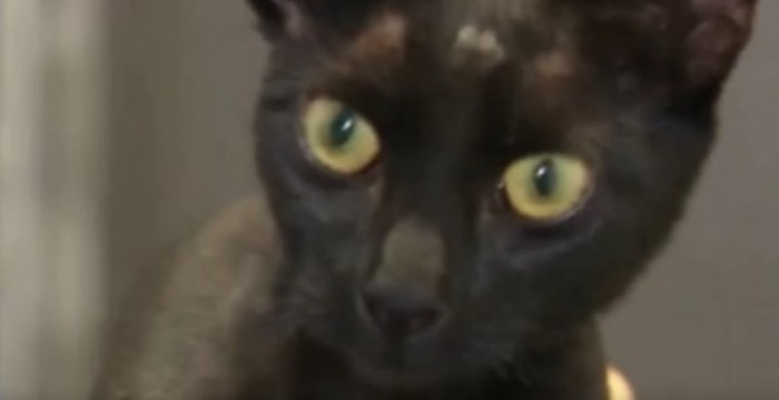 黒猫の顔アップ