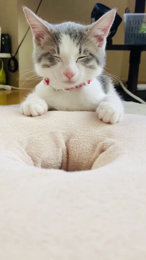 クッションに前足を置いてウトウトする子猫