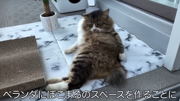 毛づくろいする猫