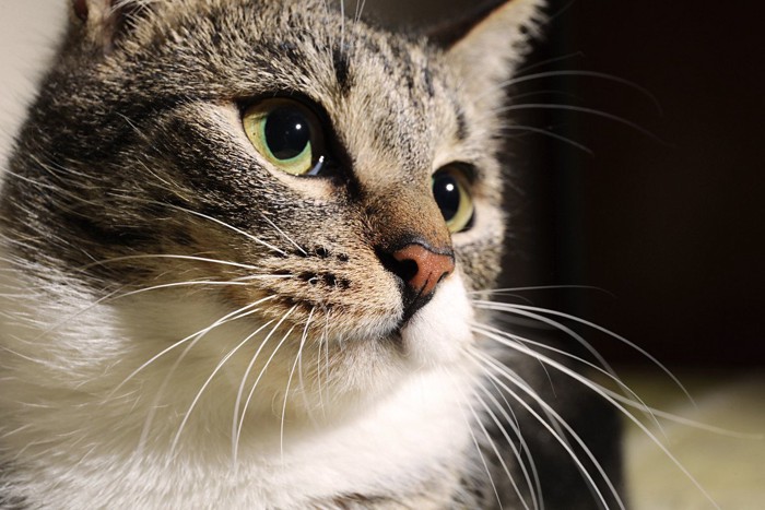 斜め顔のアップ