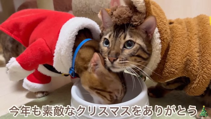 トナカイとサンタの衣装を着た猫