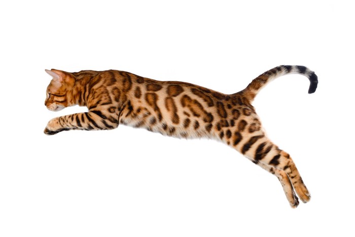 ジャンプするベンガル