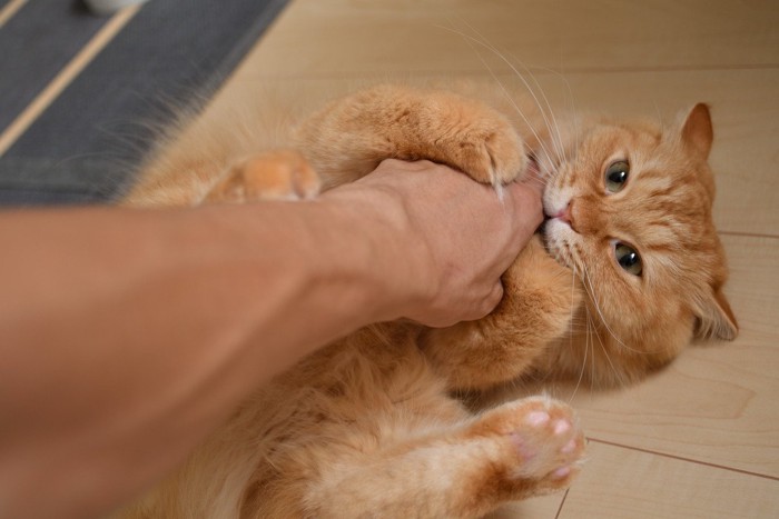 腕に噛みつく猫