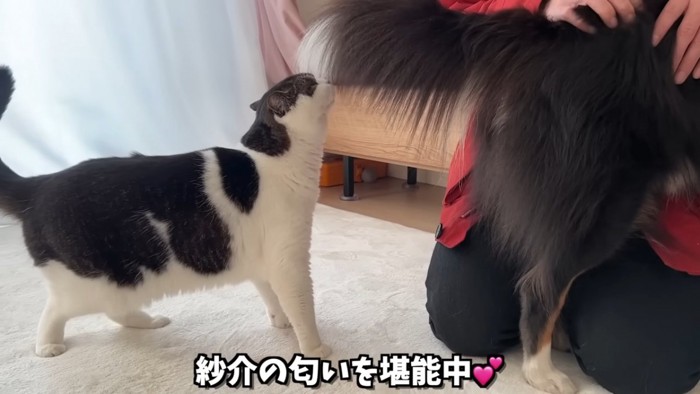 犬のしっぽのにおいを嗅ぐ猫