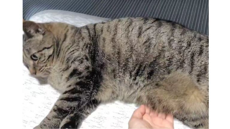 寝ている猫