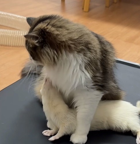 向かって左を向く猫と猫の下に潜り込んで上を向くフェレット