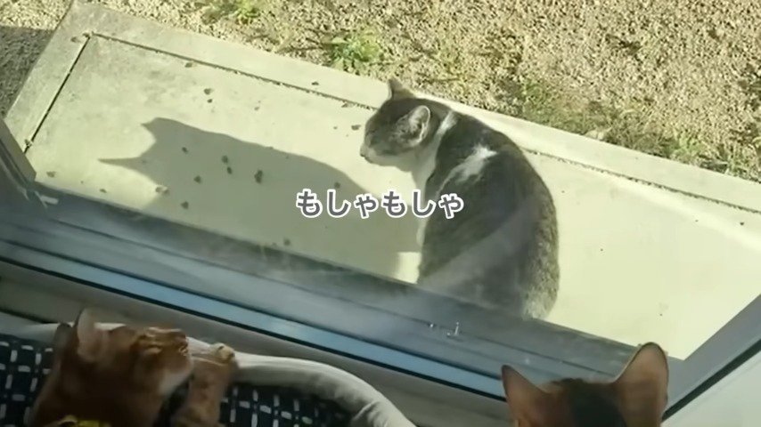 地域猫にエサを与えるオトンさん