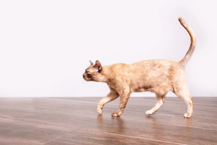 お腹のたるみがある痩せた猫