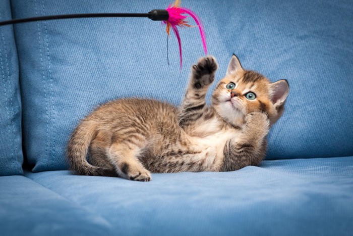 ソファの上で猫じゃらしにじゃれる子猫