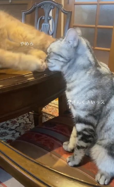 妹猫にパンチする兄猫