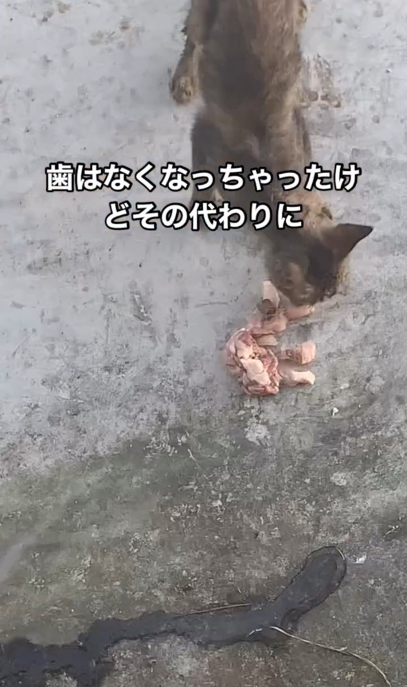 肉を食べる猫2