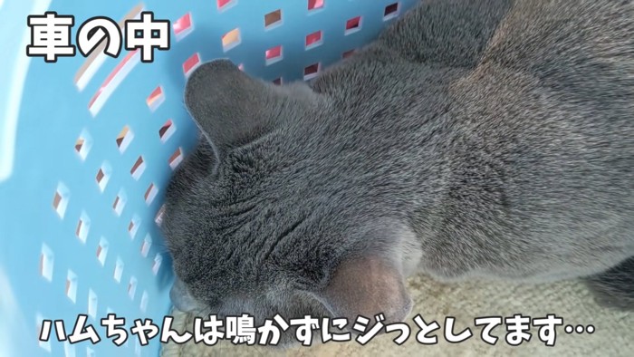 キャリーの中にいるグレーの猫