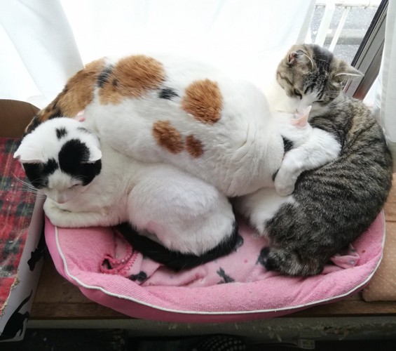 出窓にいる3匹の猫たち