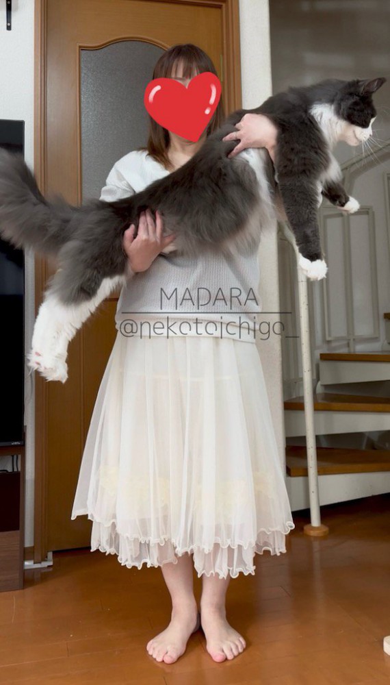 大きな猫を抱っこする女性