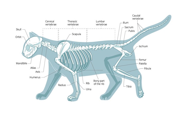 猫の骨格