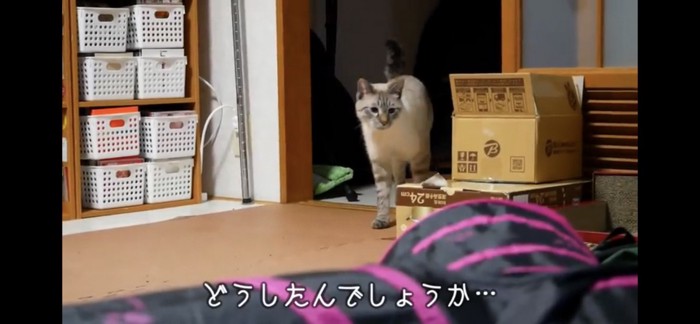 部屋をうろうろする猫