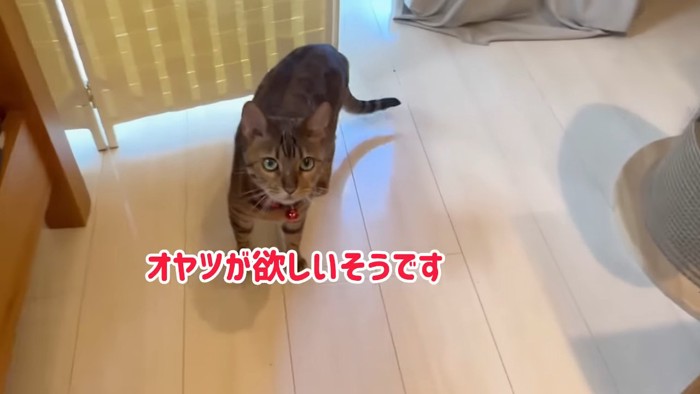 見上げる猫