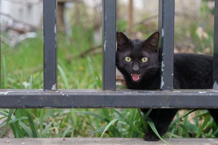 鳴く黒猫